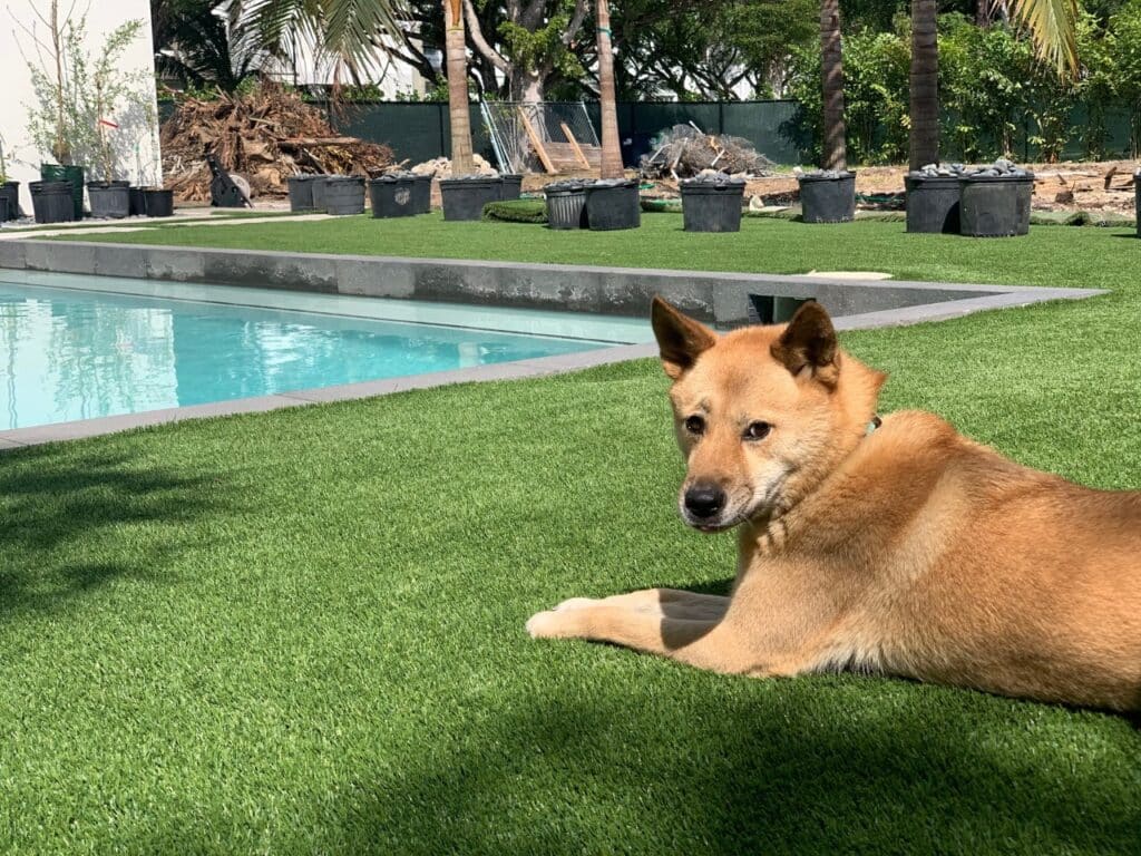 cute-dog-posing-by-pool