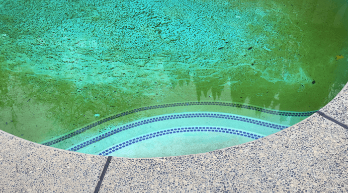 green-pool-water-algae